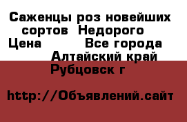 Саженцы роз новейших сортов. Недорого. › Цена ­ 350 - Все города  »    . Алтайский край,Рубцовск г.